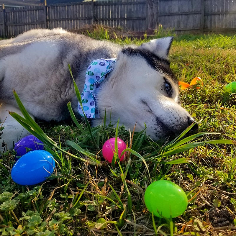 White Easter Bow Tie Dog Collar with Eggs Pattern