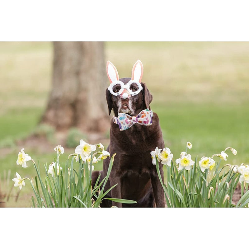 White Easter Bow Tie Dog Collar with Bunny Print