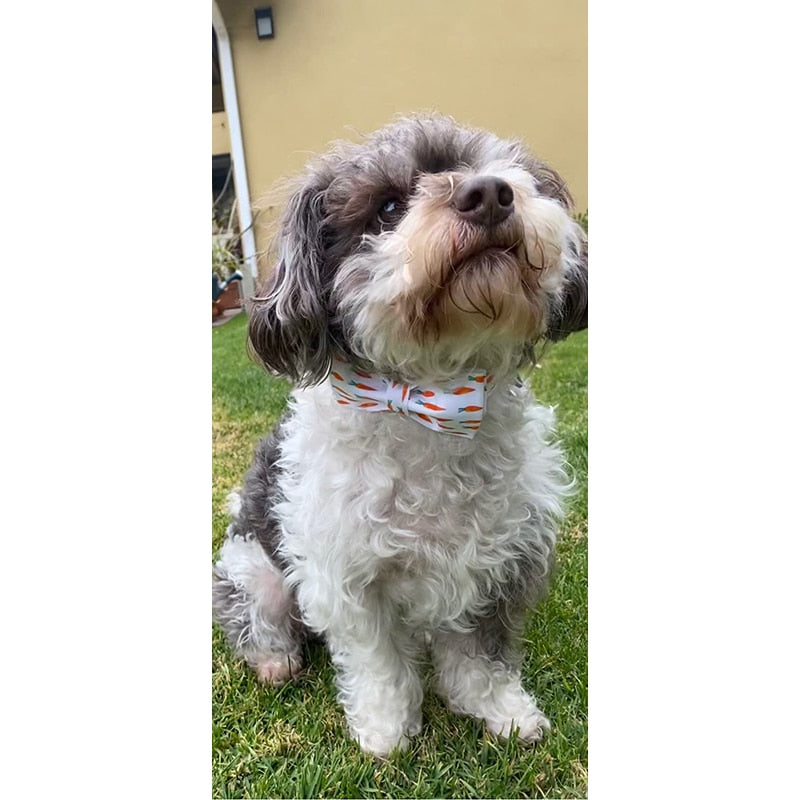 Easter Bow Tie Dog Collar with Carrots Print